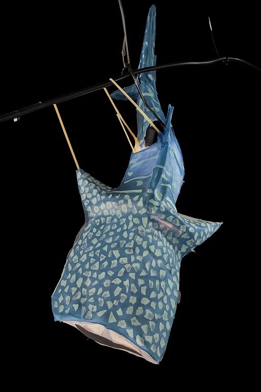 Whale Shark - Front view