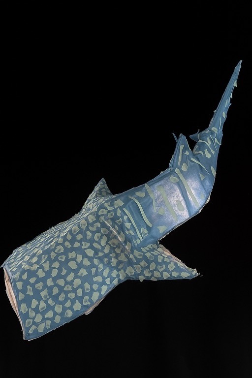 Whale Shark - Side view